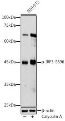 Western Blot: IRF3 [p Ser396] AntibodyBSA Free [NBP3-05445]